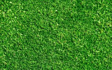 Wallpaper Green Grass Texture Beautiful