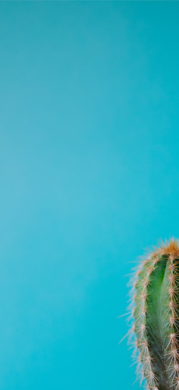 Cactus iPhone Wallpaper