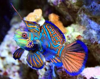 October By Stephen Comments Off On Mandarin Fish Wallpaper HD