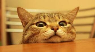 Peek A Boo Cat Wallpaper T
