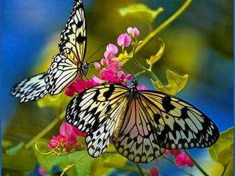 HD Wallpaper Groups High Definition Quality