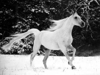Winter Chill Horses Wallpaper