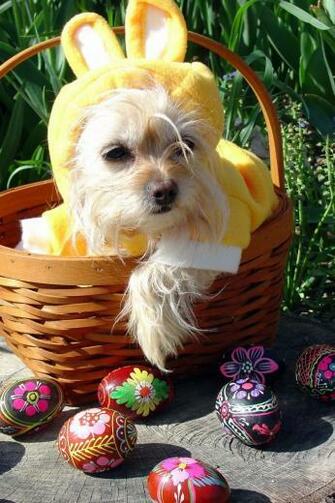 Daisy Mae Tale Happy Easter Funny HD Wallpaper