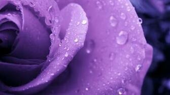 Purple Rose And Water Droplets Wallpaper Image
