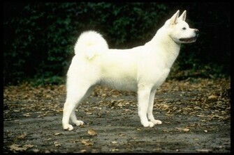 Akita Dogs Wallpaper