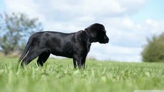 Puppy Wallpaper Retriever Labrador Image