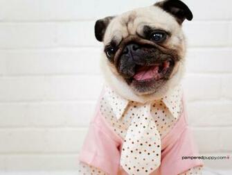 Dogs Pug