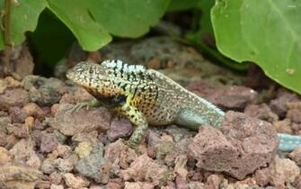 Explore The Collection Reptiles Lizards Lizard