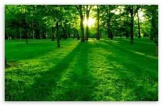 Wallpaper HD For Desktop Full Screen Park