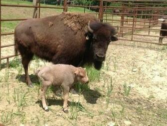 Possibly White Dna Testing Is Needed Baby Farm Animals Wallpaper