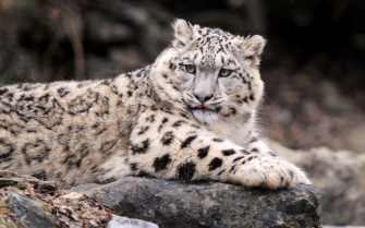 Snow Leopard Full HD Wallpaper And Image