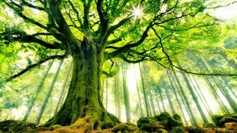 Ancient Tree Cool Wallpaper