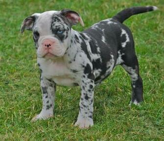 Very Rare Blue Merle Olde English Bulldog Pups Wisbech