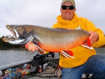 Brook Trout Catch Any Fish