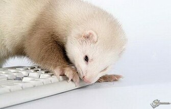 The Contents Of Sleep Ferret Wallpaper On Your Desktop