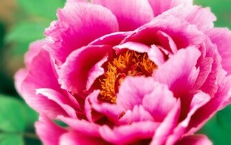 Flower Wallpaper Exquisite Beauty The Peony Close Up