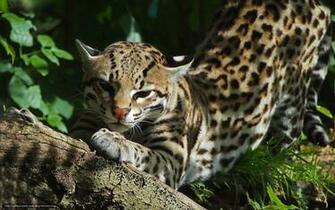 Wallpaper Ocelot Wildcat Predator Snout Desktop