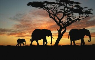 Elephants Elephant Family Walking Galaxy