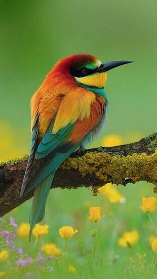 Best Ideas About Bird Branch Art