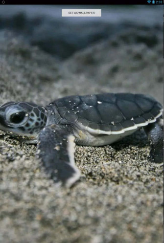 Baby Turtle Wallpaper