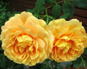 High Quality Rose Wallpaper Screensavers And Background