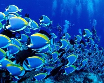 Life Under The Sea Wallpaper HD