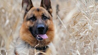 German Shepherd Wallpaper Animal