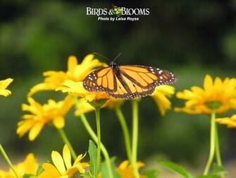 Birds And Blooms Flora Fauna Wallpaper