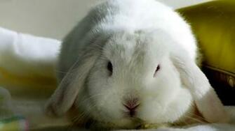 HD Wallpaper Christmas Bunny Netbook