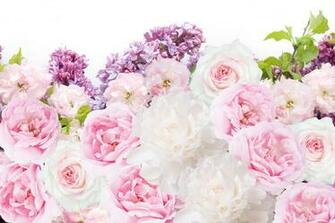 Pin Peony HD Desktop Wallpaper Widescreen High Definition