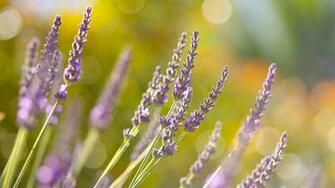 High Definition Image Of Full HD Nature Wallpaper Spring
