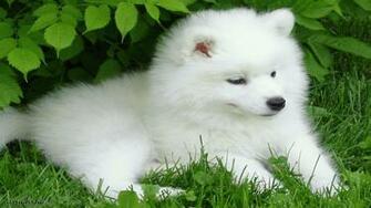 Puppy Wallpaper Desktop Gallery