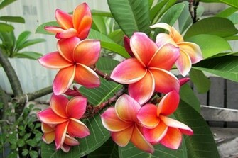 Plumeria Wallpaper