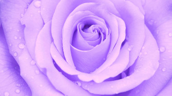 Water Drop Purple Flower Nature Rose 4k Ultra HD Wallpaper