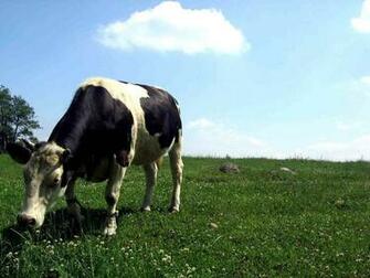 Cow Wallpaper Cows
