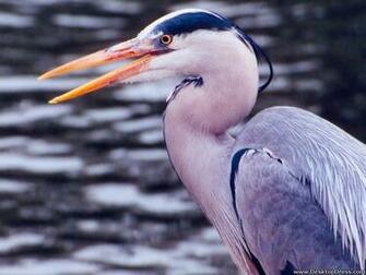 Birds Background Great Blue Heron Closeup