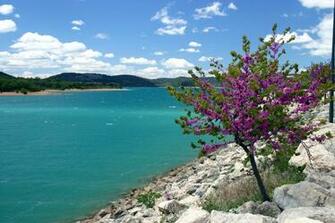 Tree On Coast In Provence France Wallpaper And Image