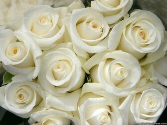 Desktop Wallpaper Flowers Gardens Background White Roses
