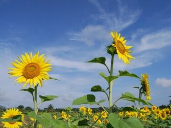 Sunflower Wallpaper Stock Photos