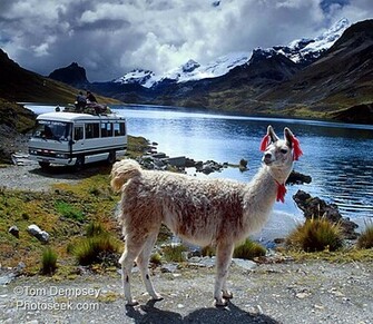 Llama Background Jpg