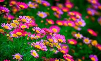 Gallery For Gt Summer Flowers Background