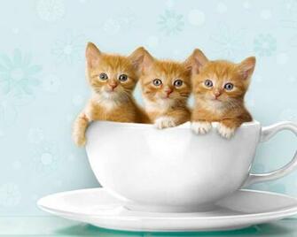 Live Cute Cats Wallpaper For Windows Cat