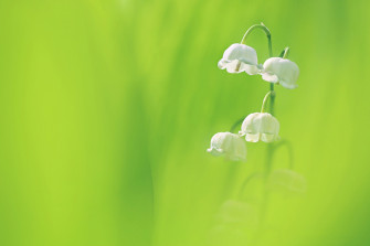 Lily Of The Valley HD Wallpaper And
