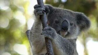 Koala Wallpaper