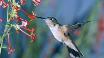 HD Wallpaper Birds Photo