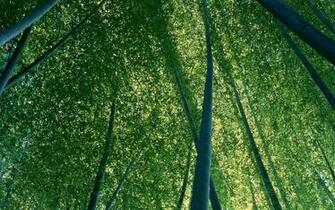 X Jpeg 1143kb Bamboo Wallpaper HD Topwallpaper