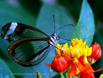 Beautiful Wallpaper Butterflies