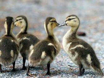 Animals Wallpaper
