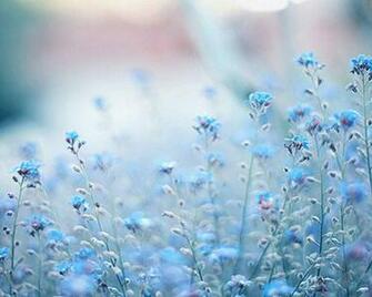 Blue Flowers Cynthia Selahblue Cynti19 Wallpaper