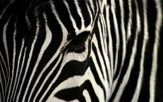 Zebra Desktop Wallpaper For HD Widescreen And Mobile